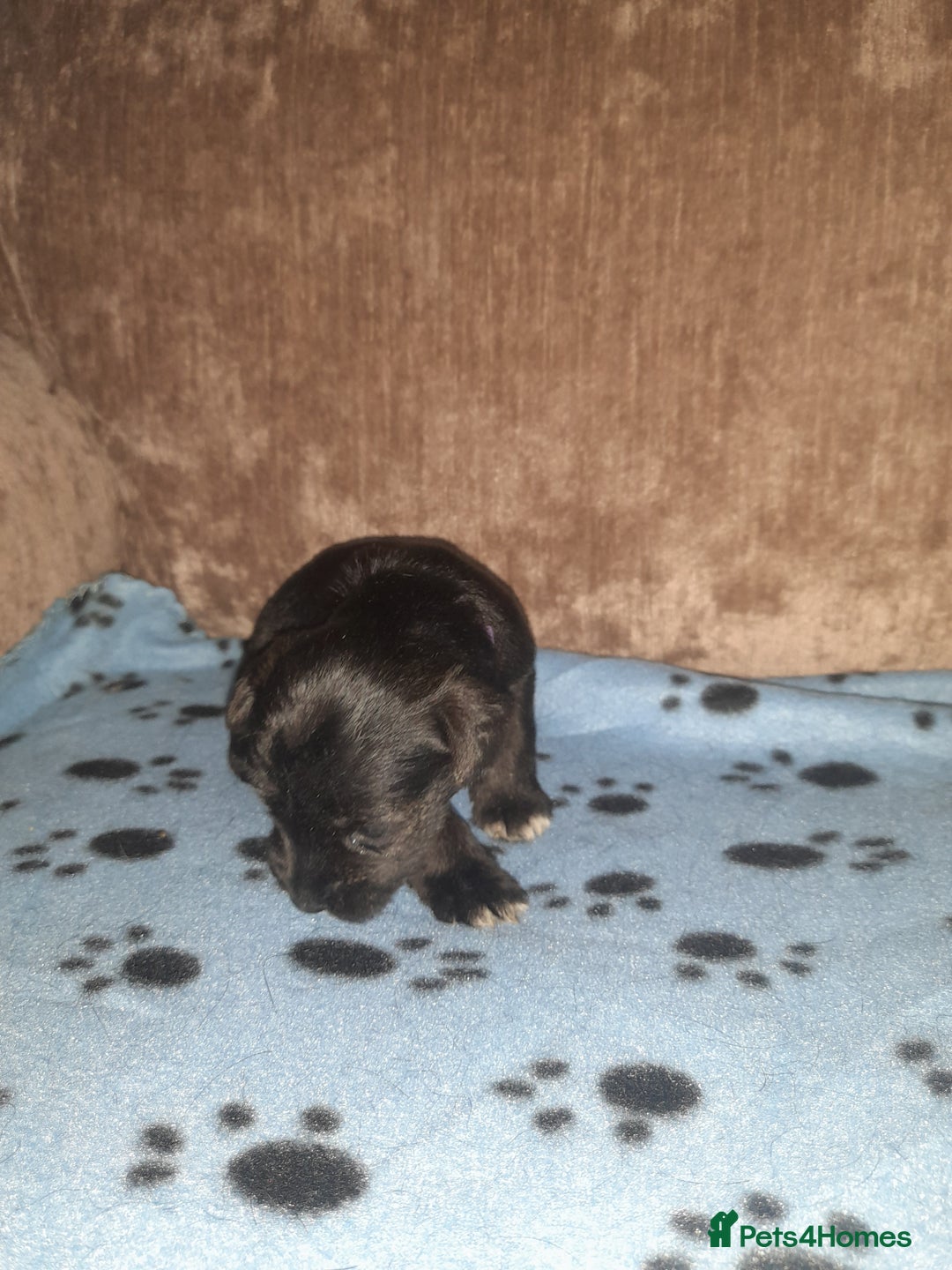 Mixed Breed dogs for sale: Snorkie pups - Image 4