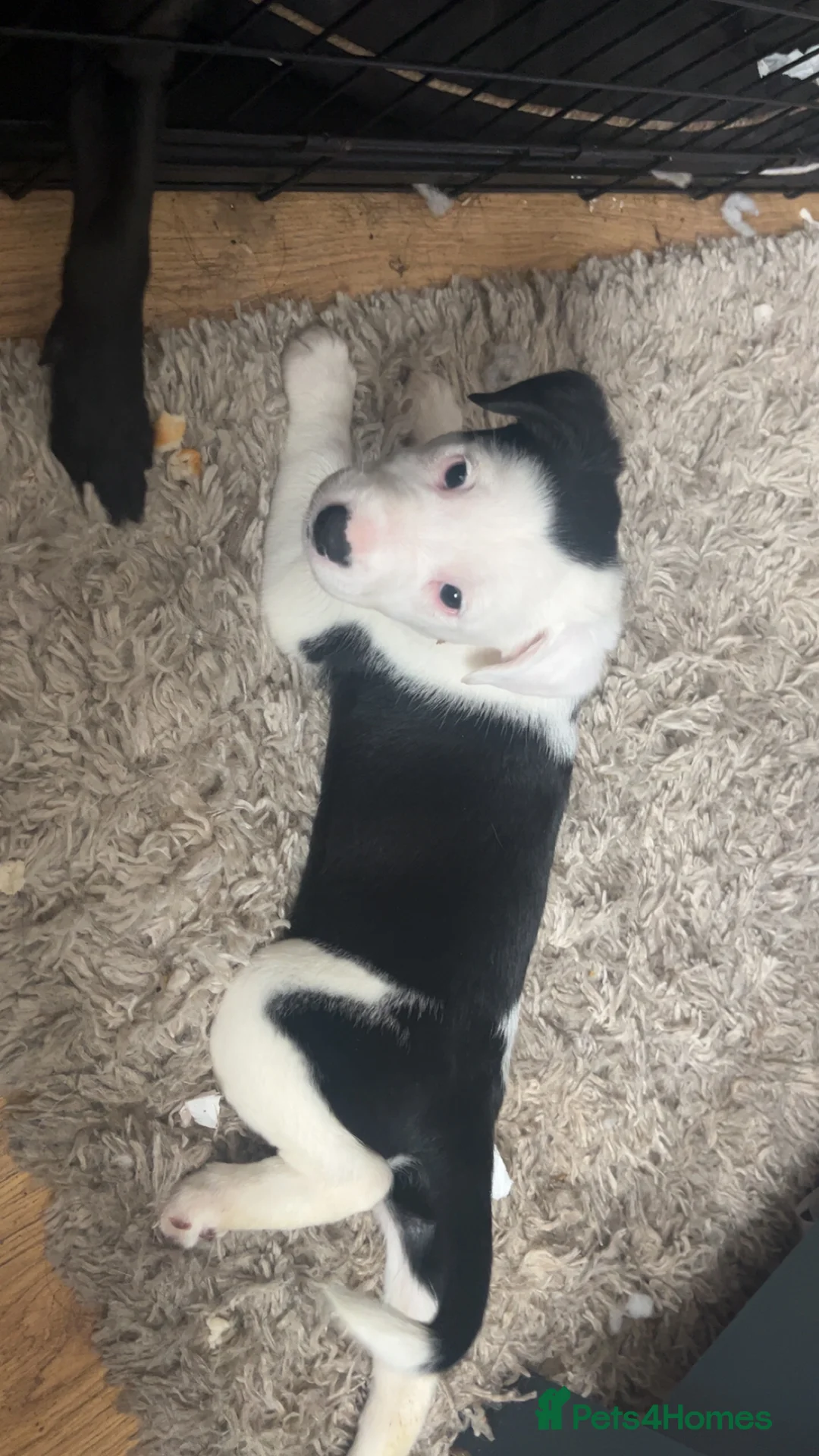 Mixed Breed dogs for sale: 2 beautiful girl puppies for sale - Advert 2