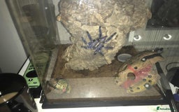 Spiders invertebrates for sale: Gotty tarantula  - Image 4