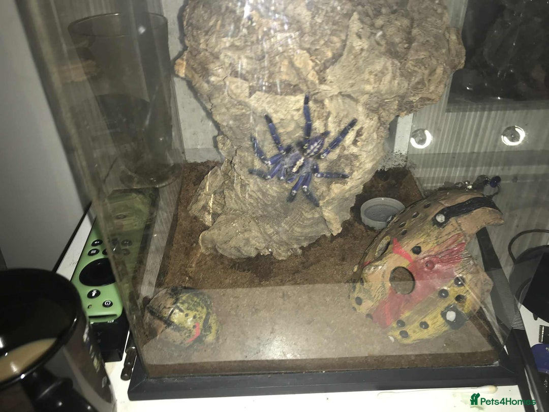Spiders invertebrates for sale: Gotty tarantula  - Image 4