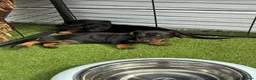 Dachshund dogs for sale: Dachshund in Gloucester - Advert 18