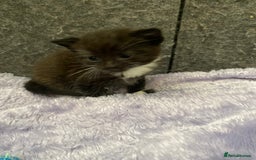 Mixed Breed cats for sale: 3 beautiful kittens  - Image 3
