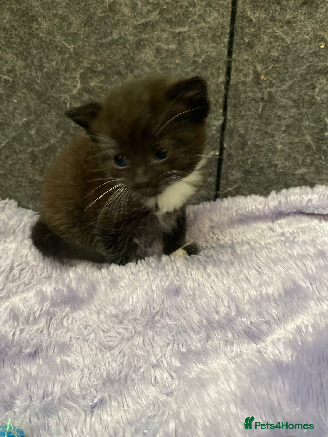 Mixed Breed cats for sale: 3 beautiful kittens  - Image 3