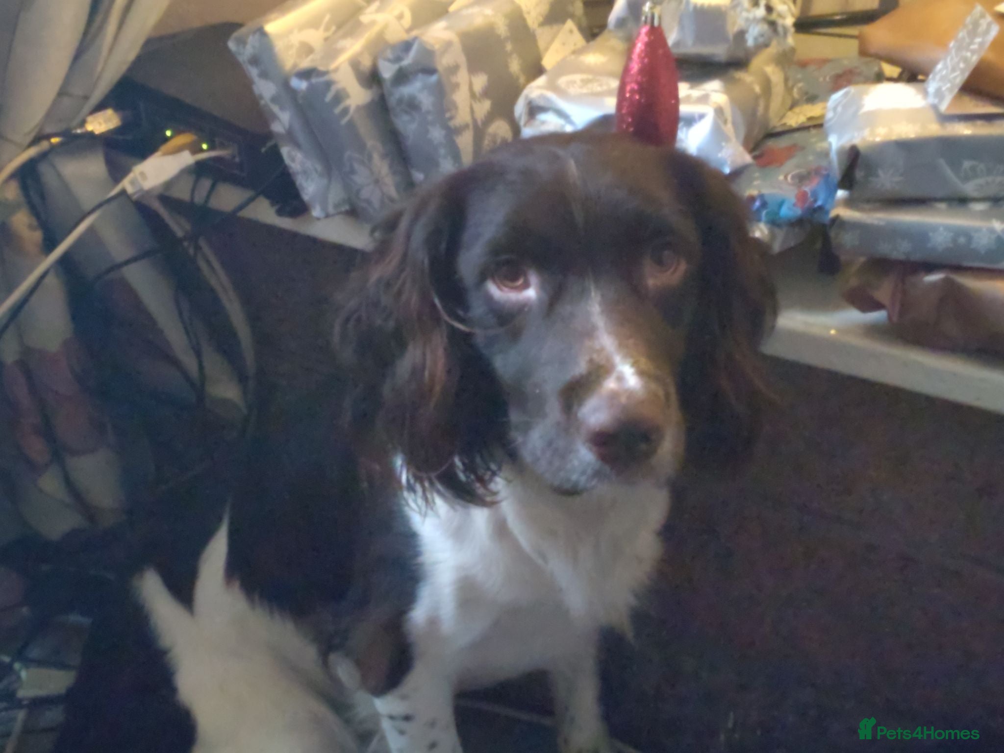 English Springer Spaniel dogs Springer spaniel  - Advert 5
