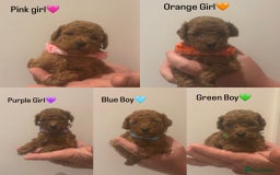 Toy Poodle dogs for sale: Deep Red Toy Poodle Puppies ❤️ - Image 1