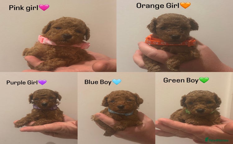 Toy Poodle dogs - Advert 1
