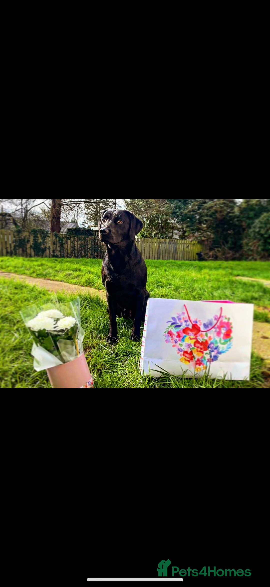 Labrador Retriever dogs for sale: Shadow 2 year old black Labrador  - Image 1