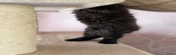 Maine Coon cats for sale: Tica registered black smoked male Maine coon - Advert 39