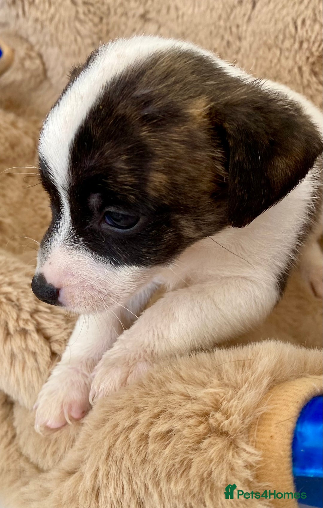 Jack Russell dogs for sale: Bob tail jacks  - Image 17
