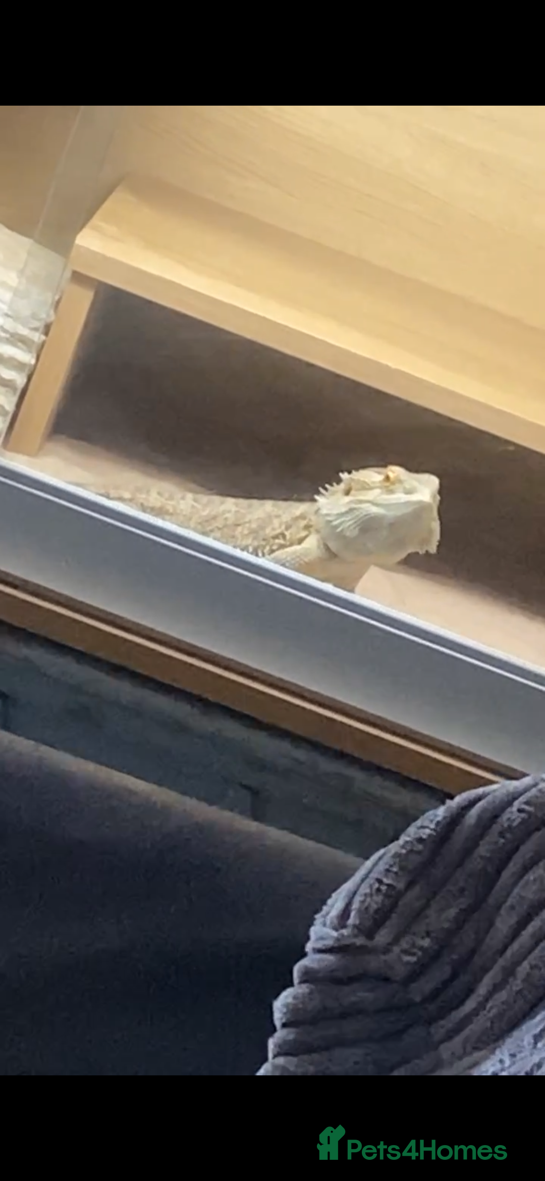 Bearded Dragon reptiles for sale: 2 year old male beardie - Image 3