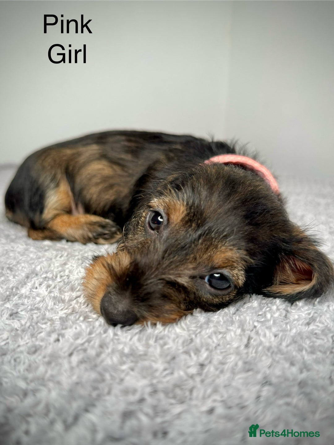 Miniature Dachshund dogs for sale: KC Reg Wire Haired Miniature Dachshund Puppies  - Advert 9