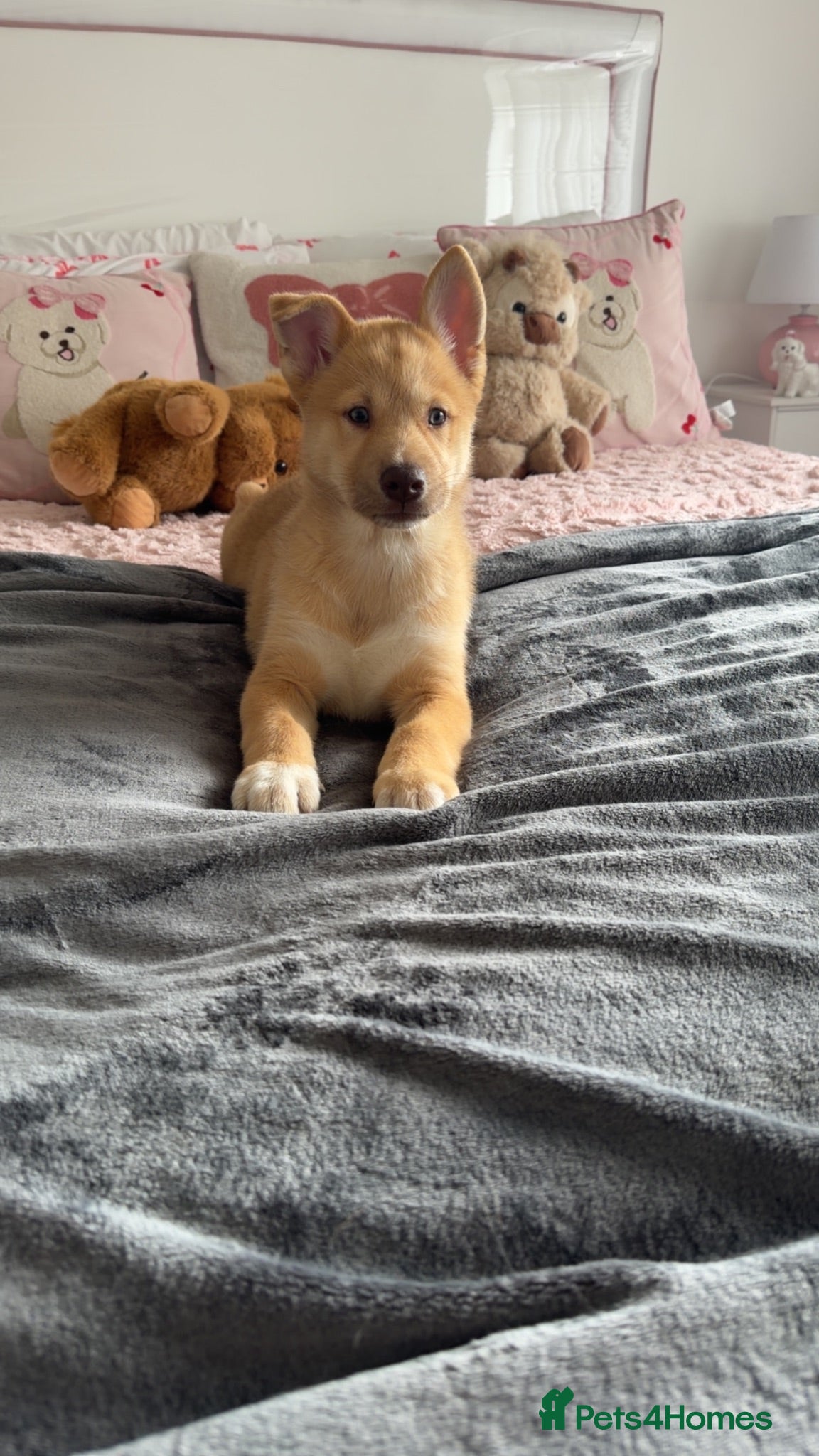 Siberian Husky dogs Siberian husky puppies  - Advert 1