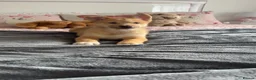 Siberian Husky dogs for sale: Siberian husky puppies  - Advert 2