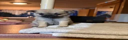 Mixed Breed dogs for sale: Pug x Pom puppies - Advert 5