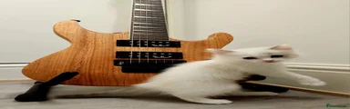 Ragdoll 2