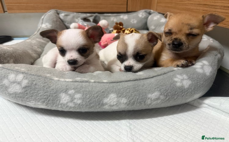 Chihuahua dogs - Advert 1