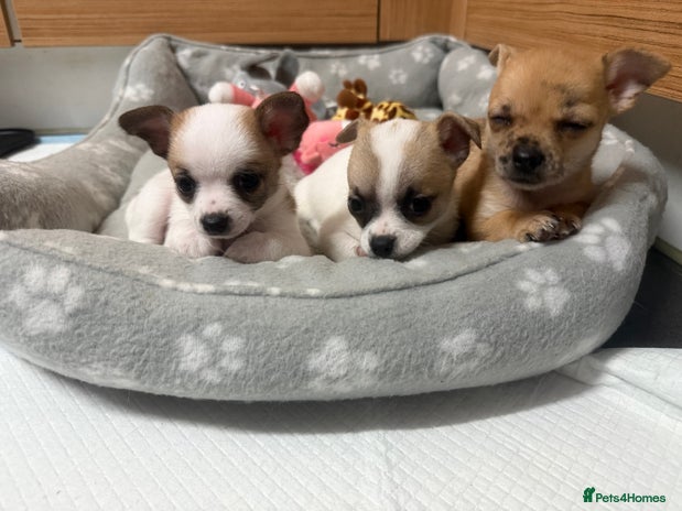 Chihuahua dogs - Advert 1