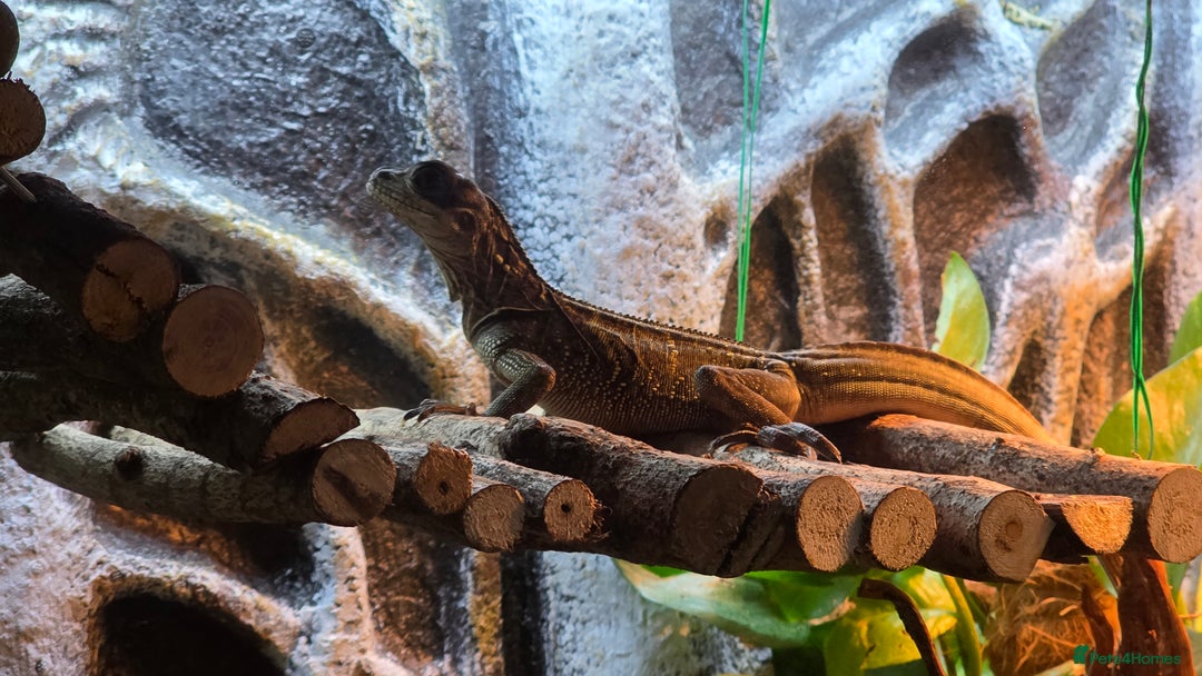 Dragon reptiles for sale: Beautiful Sailfin Dragon  - Advert 1