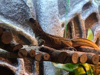Dragon reptiles Beautiful Sailfin Dragon - Advert 1