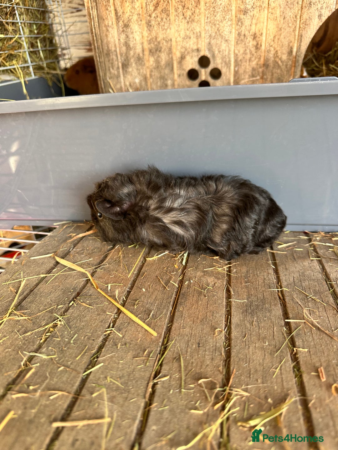 Guinea Pig rodents for sale: Baby boar - Advert 4