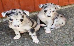 Mixed Breed dogs for sale: Deerhound greyhound collie puppies  - Image 1