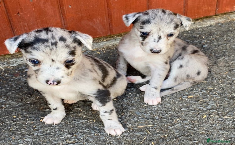 Mixed Breed dogs - Advert 5