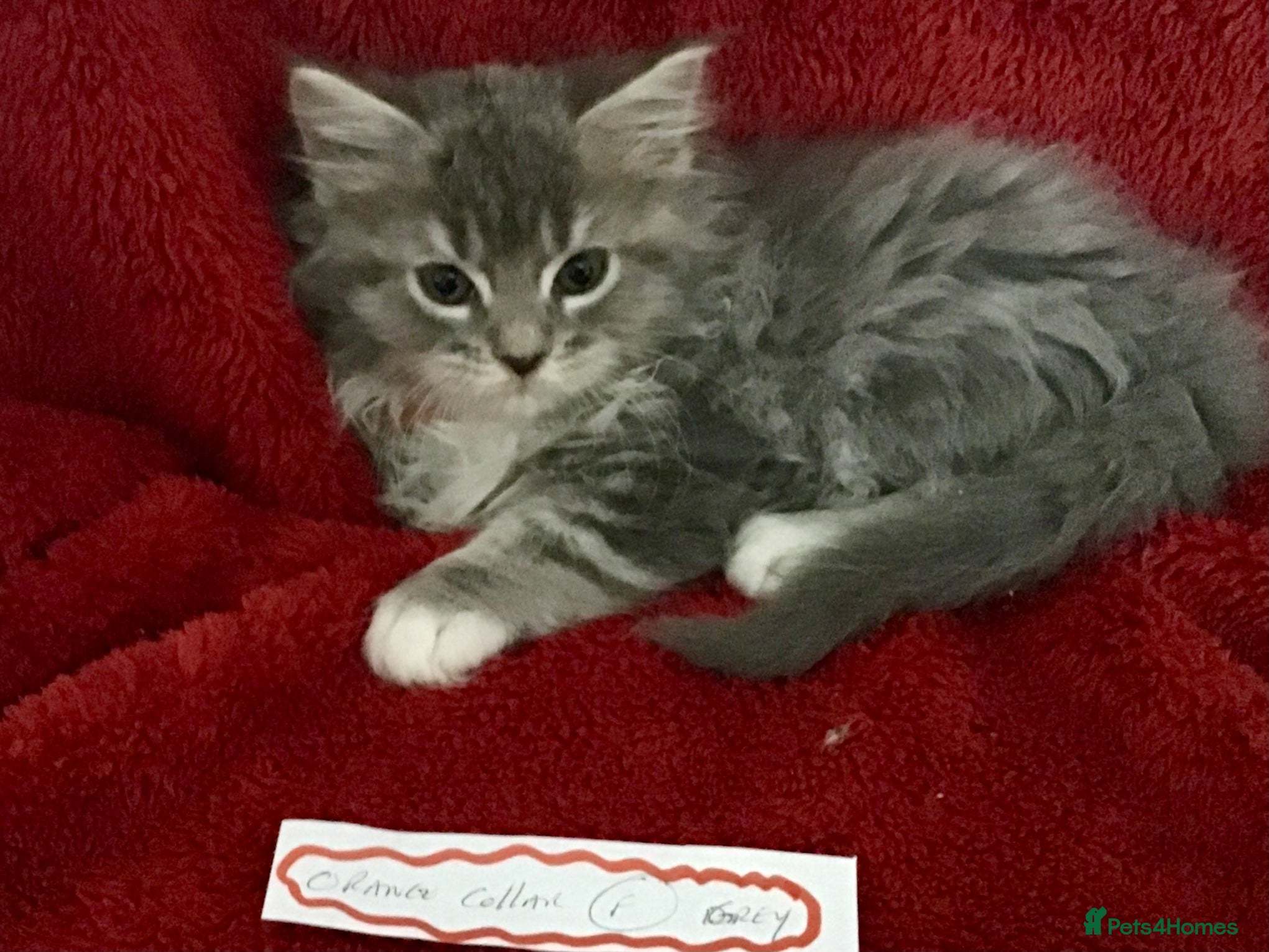 Maine Coon cats Confident & cuddly Maine coon kitts  - Advert 2