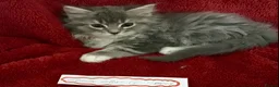 Maine Coon cats for sale: Confident & cuddly Maine coon kitts  - Advert 2