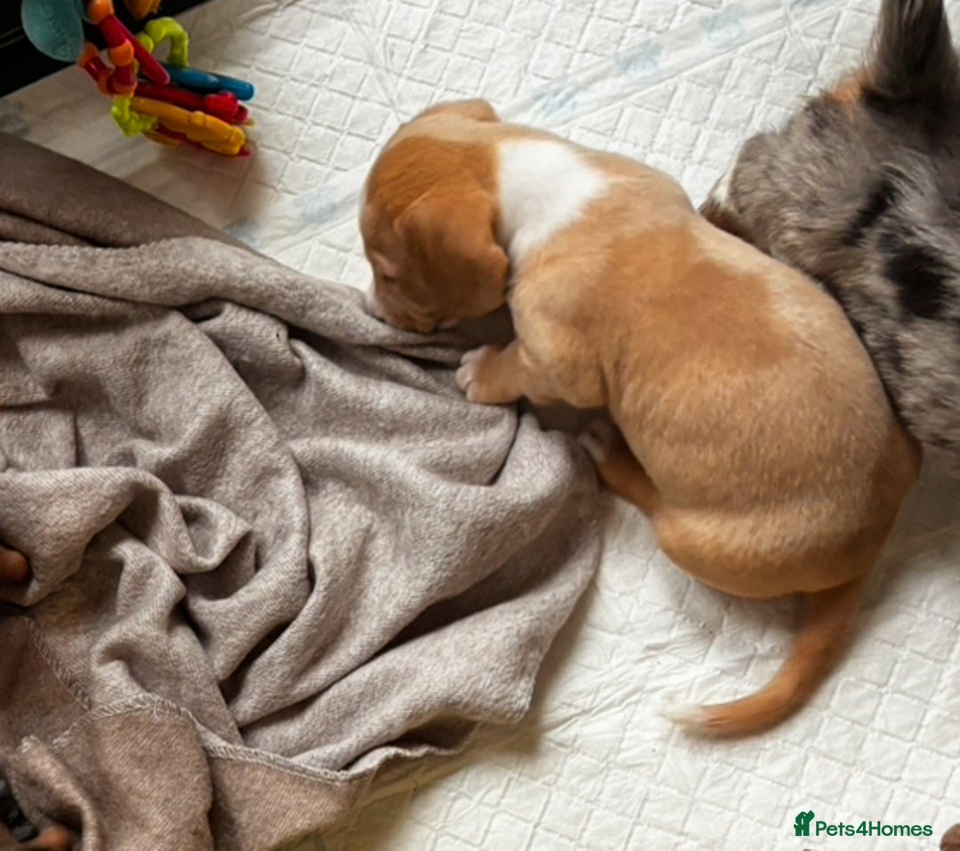 Miniature Dachshund dogs for sale: Shaded red miniature dachshund for sale - Image 6