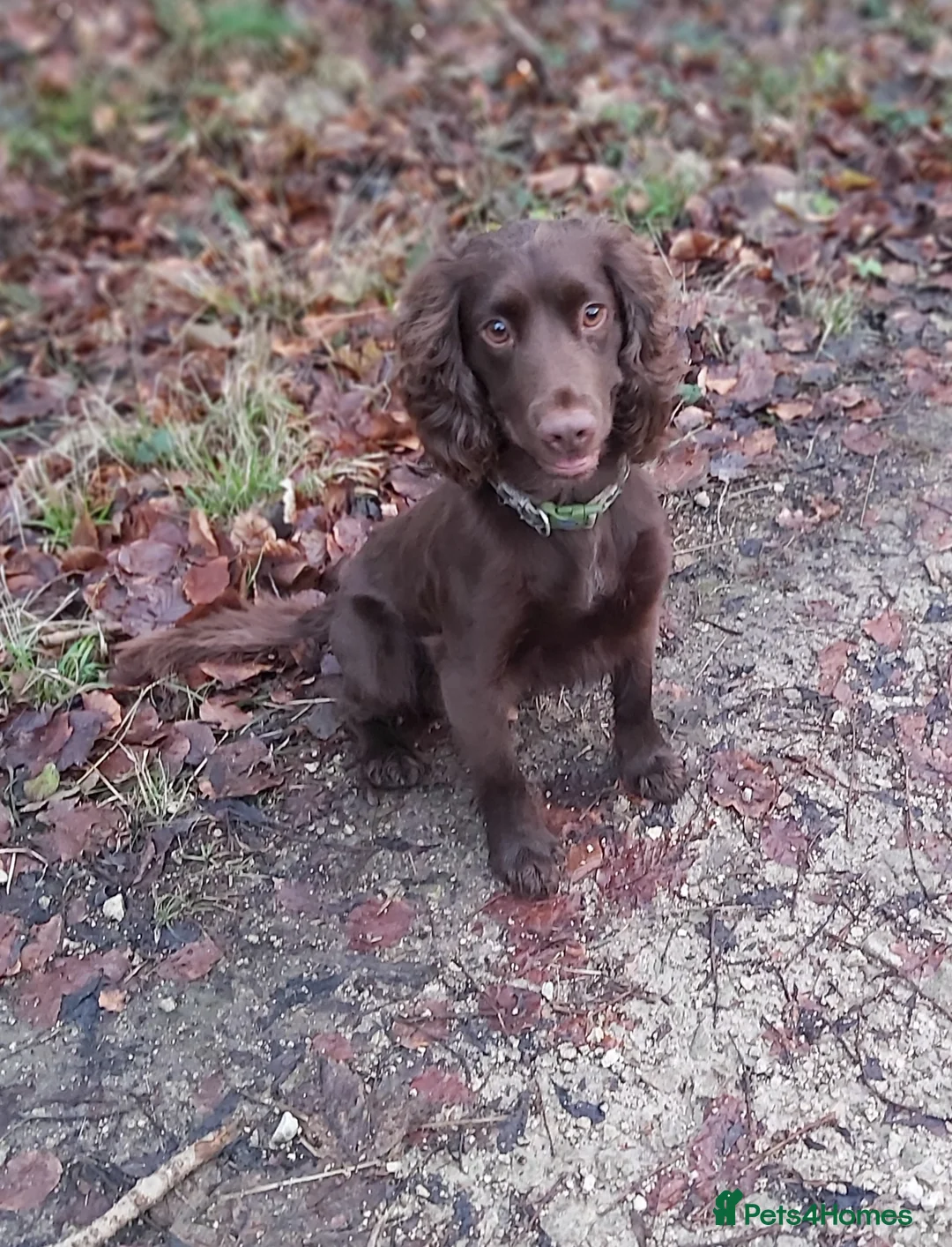 Cocker Spaniel dogs for stud: Beautiful Proven Chocolate Cocker in Rotherham - Advert 2