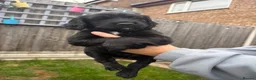 Sprocker dogs for sale: Sprocker puppies  - Advert 1