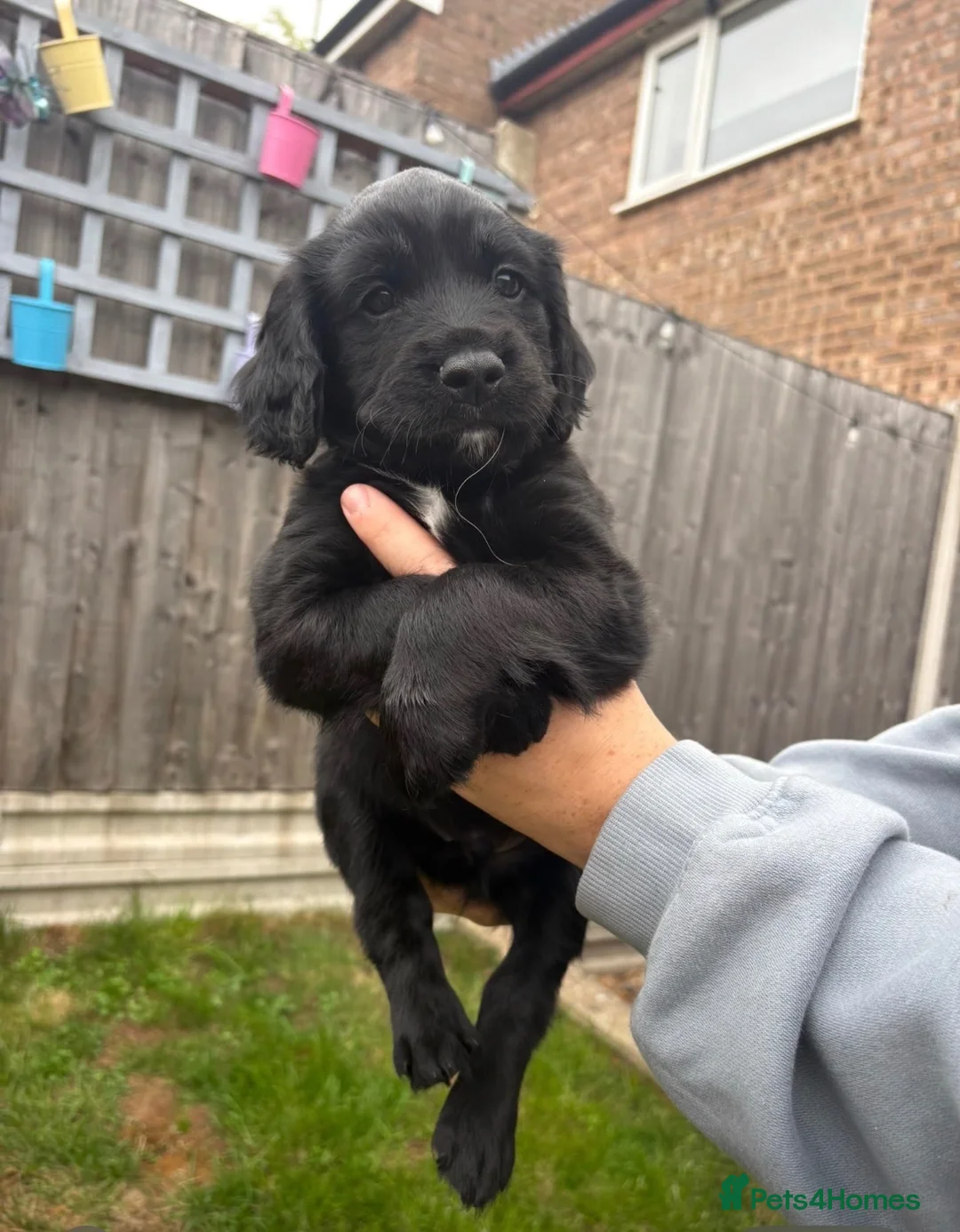 Sprocker dogs for sale: Sprocker puppies  - Advert 1