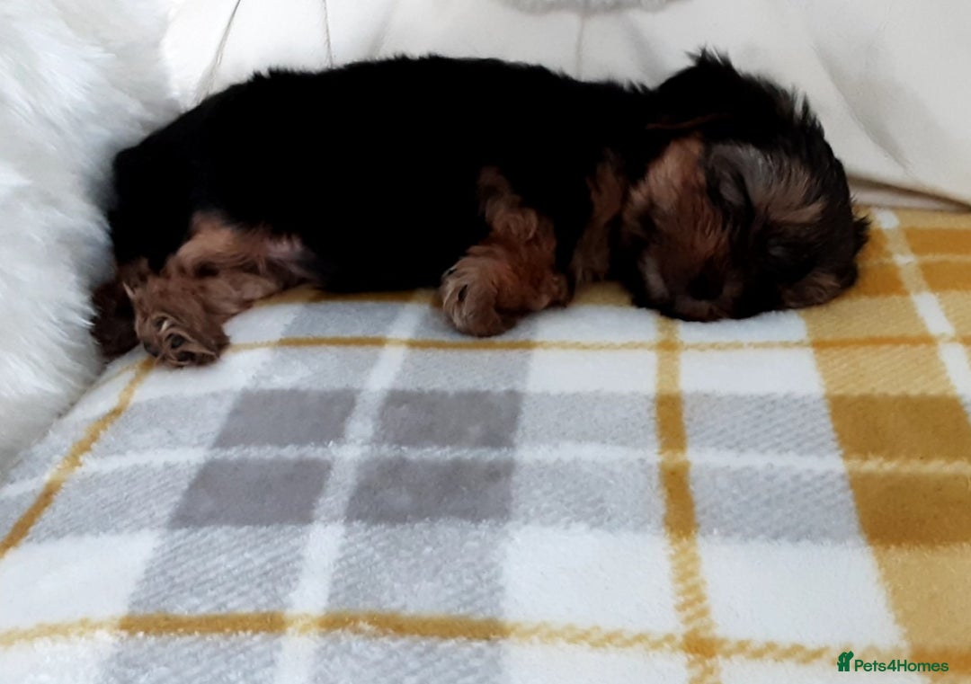 Shorkie dogs for sale: 6 Shorkie  - Image 4