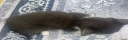 Mixed Breed cats for sale: 3 lovely little kittens  - Advert 11