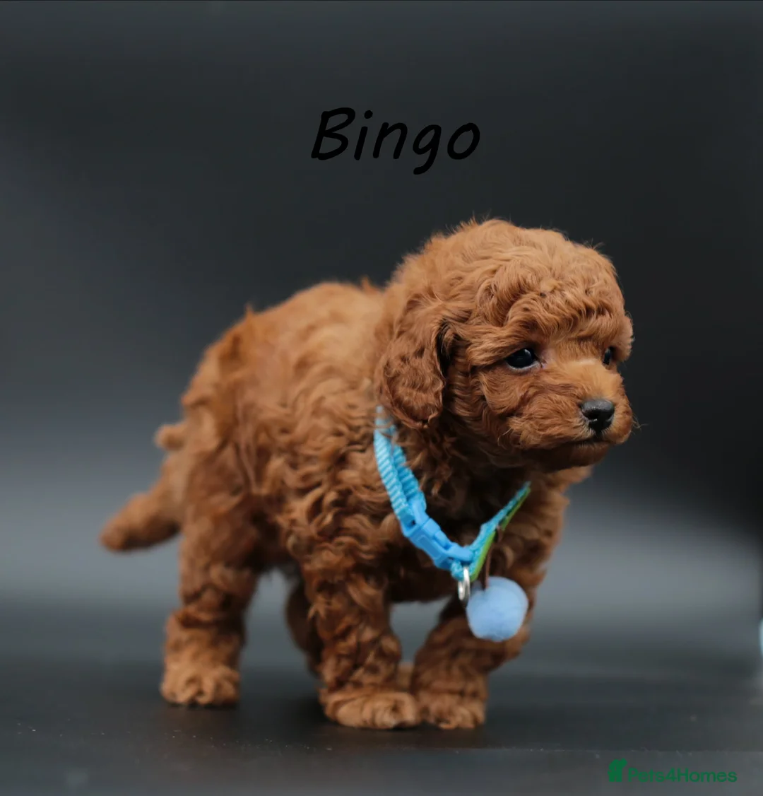 Toy Poodle dogs for sale: Asian line toy poodle boys for sale  - Advert 2