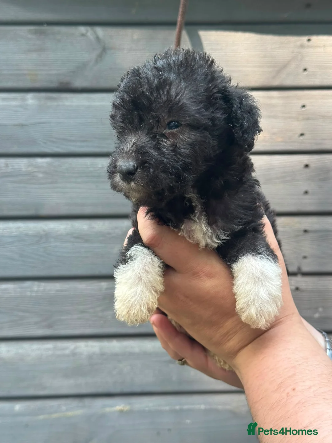 Bedlington Terrier dogs for stud: KC Registered Bedlington Terrier Stud - Advert 40