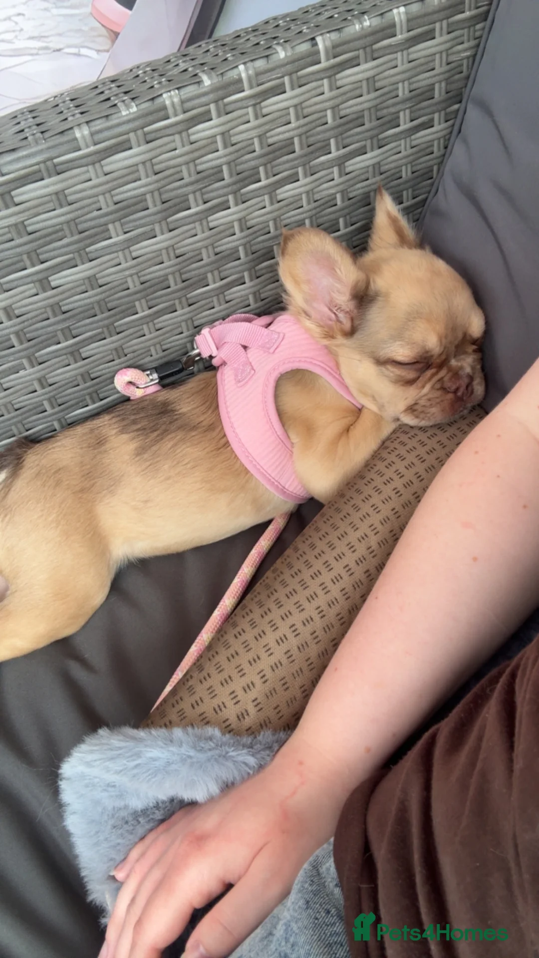 French Bulldog dogs for sale: 5 Month old rare colour fluffy frenchie for sale  - Advert 6