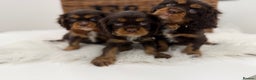 Cavalier King Charles Spaniel dogs for sale: Chocolate and tan Cavalier king charles - Advert 7