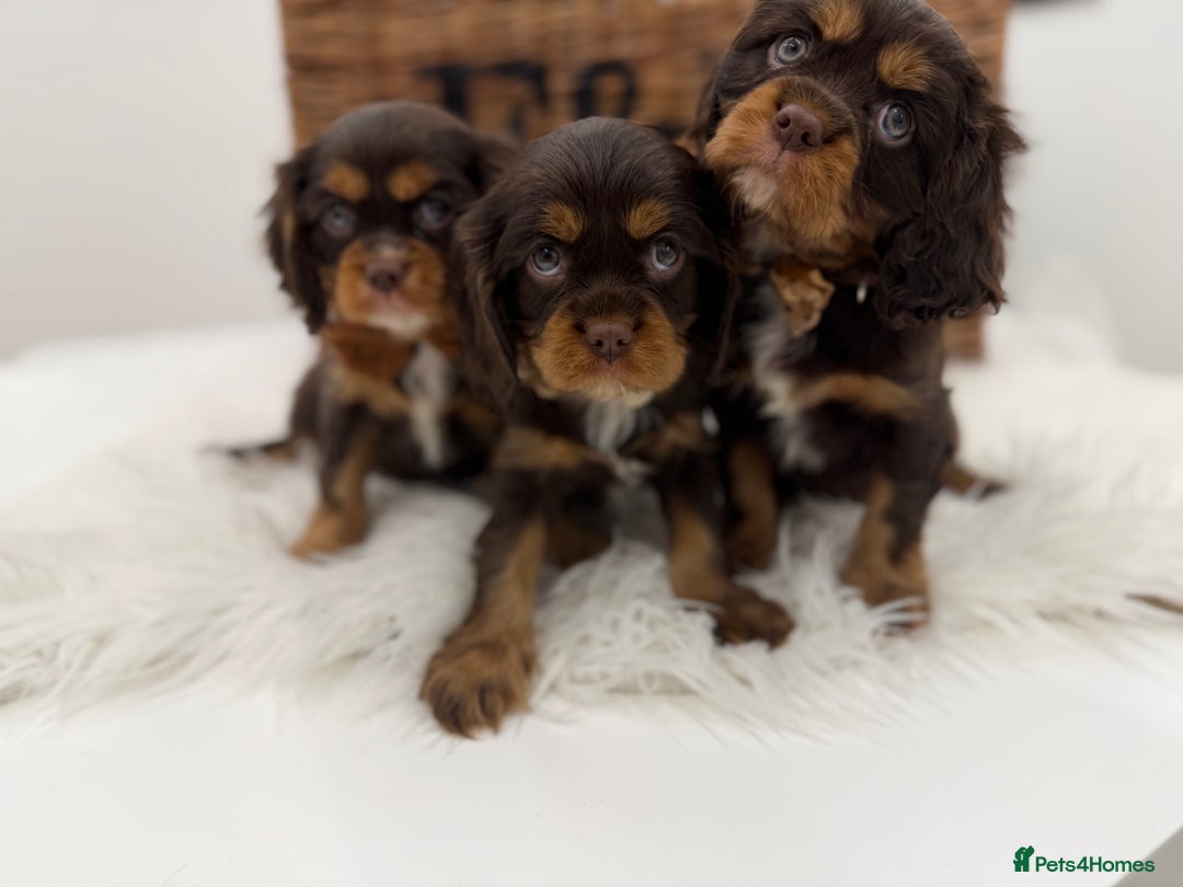 Cavalier King Charles Spaniel dogs for sale: Chocolate and tan Cavalier king charles - Advert 7