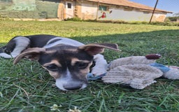 Mixed Breed dogs for adoption: 🍶Milkshake🍶 needs a home!  - Image 2
