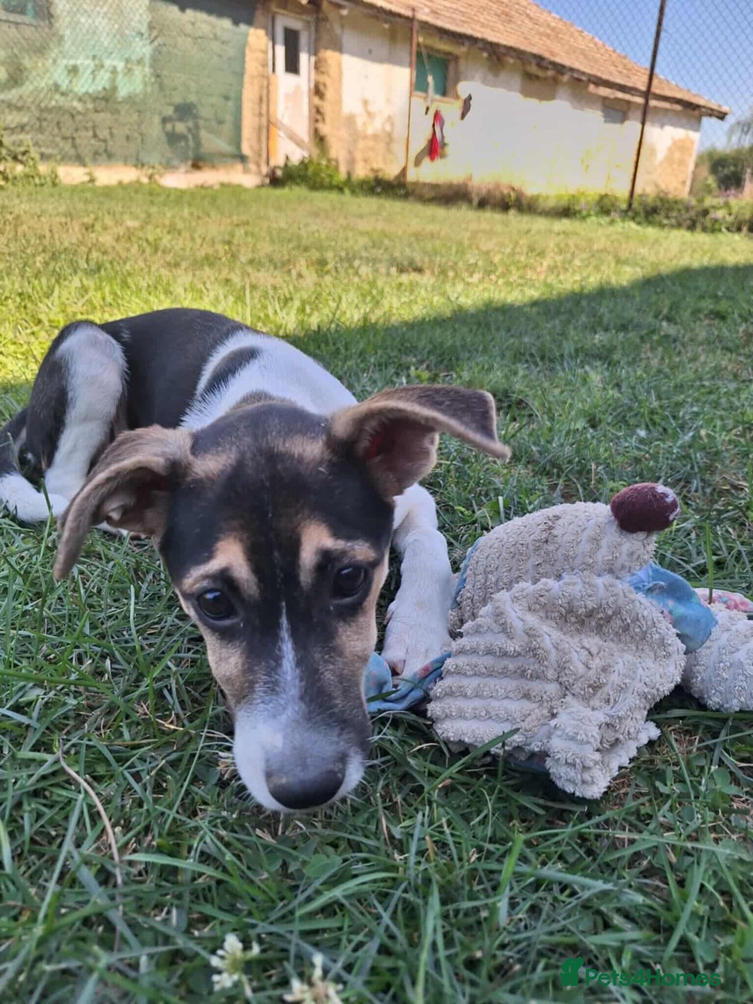 Mixed Breed dogs for adoption: 🍶Milkshake🍶 needs a home!  - Image 2