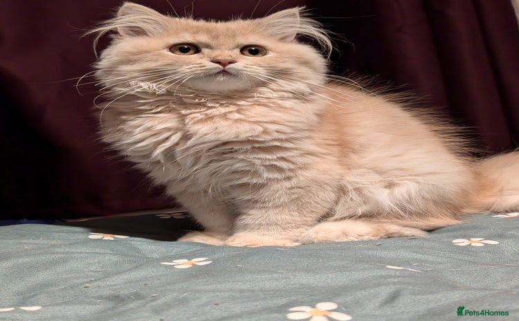 British Longhair cats in Knottingley - Advert 1
