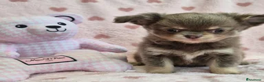 Chihuahua Puppy 2
