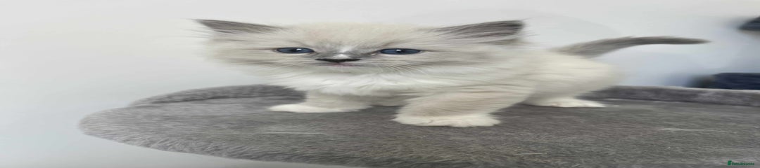 Ragdoll Kitten 1