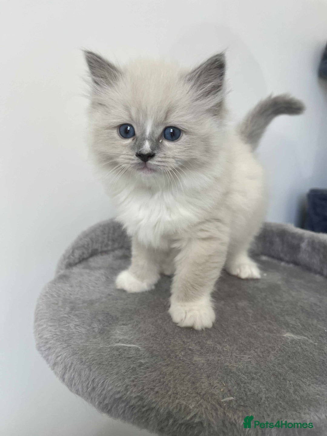Ragdoll cats for sale: 👑👑Queens Ragdoll kittens 🐱 👑👑 - Image 4