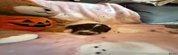 Cocker Spaniel dogs for sale: COCKER SPANIELS 2 Boys 1 Girl SCARBOROUGH  - Advert 26
