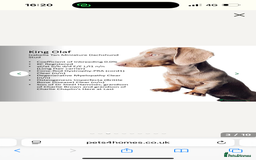 Miniature Dachshund dogs for sale: Miniature Dachshunds  - Image 3