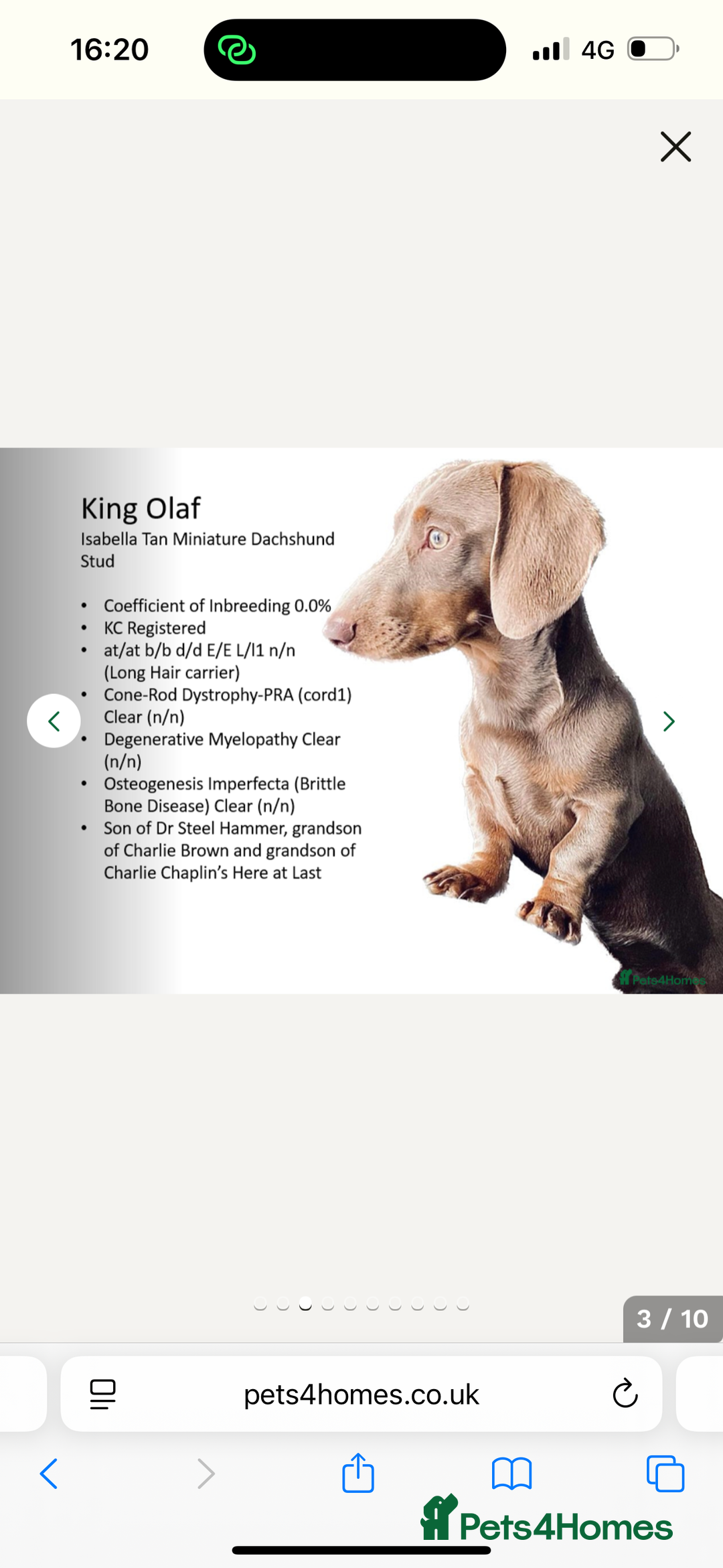 Miniature Dachshund dogs for sale: Miniature Dachshunds  - Image 3