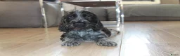 Cocker Spaniel dogs for sale: KC Registered Blue Roan Show Cocker Spaniel Boys - Advert 32