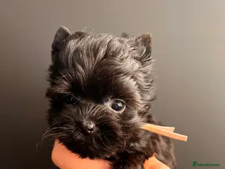 Yorkshire Terrier dogs ❀ Miniature Yorkshire Terriers – 4 Girls ❀ - Advert 1